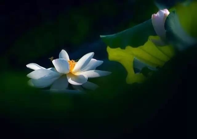 属牛的生什么属相的孩子好 属牛的父母生育哪些属相的孩子比较好