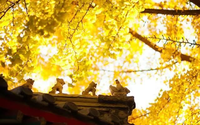 85年牛海中金佩戴什么吉祥物 旺运的物品有哪些