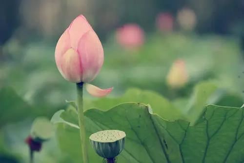 富贵《龙》预测：在你的星座指引下，未来一年内你将如何实现梦想