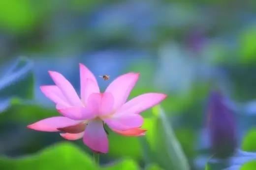康熙字典8画的字大全