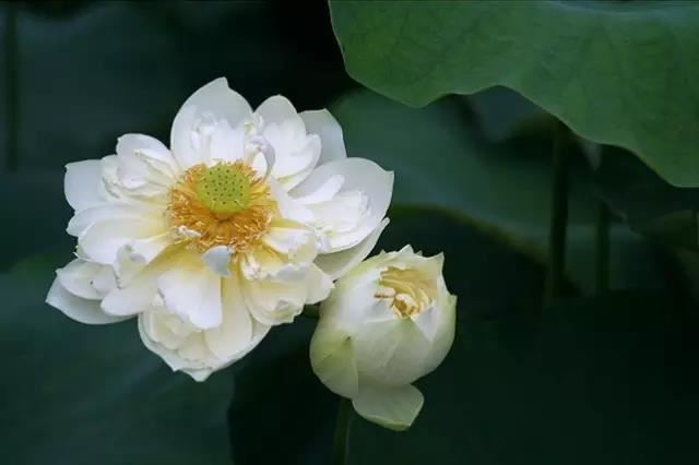 食伤生财这种格局相对而言是比较旺妻的