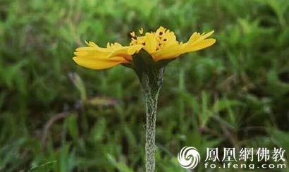 属猪 人的命中秘密：五行中哪年的猪人事业最顺利、桃花运最旺？