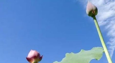 这个生肖的女人对爱情特别专一，但是婚姻却不顺利