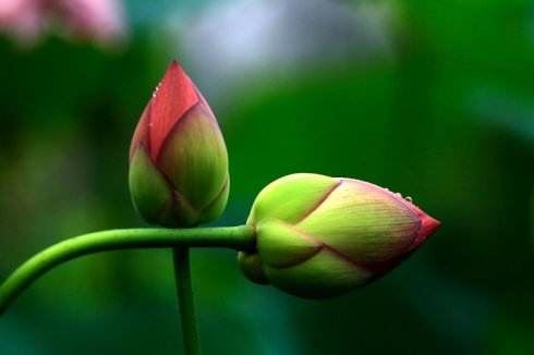 家里养菊花吉不吉利