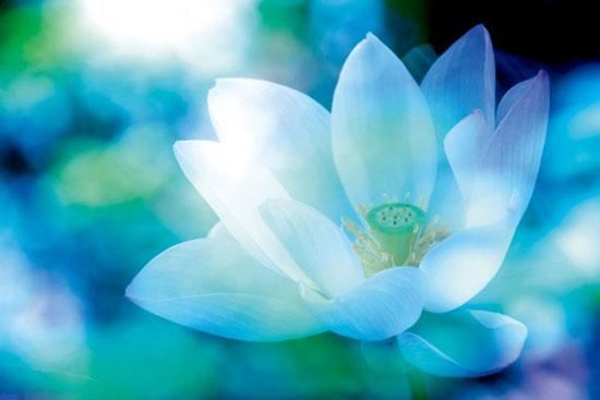 茶宠金蟾摆放的正确方法 正确放置茶宠金蟾需要注意哪些方法