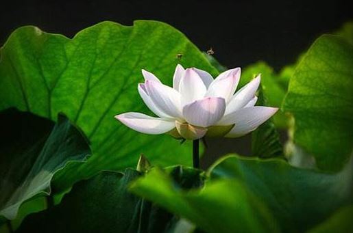 图文：十二生肖婚配秘笈歌诀（典藏），值得参考，收藏了吧